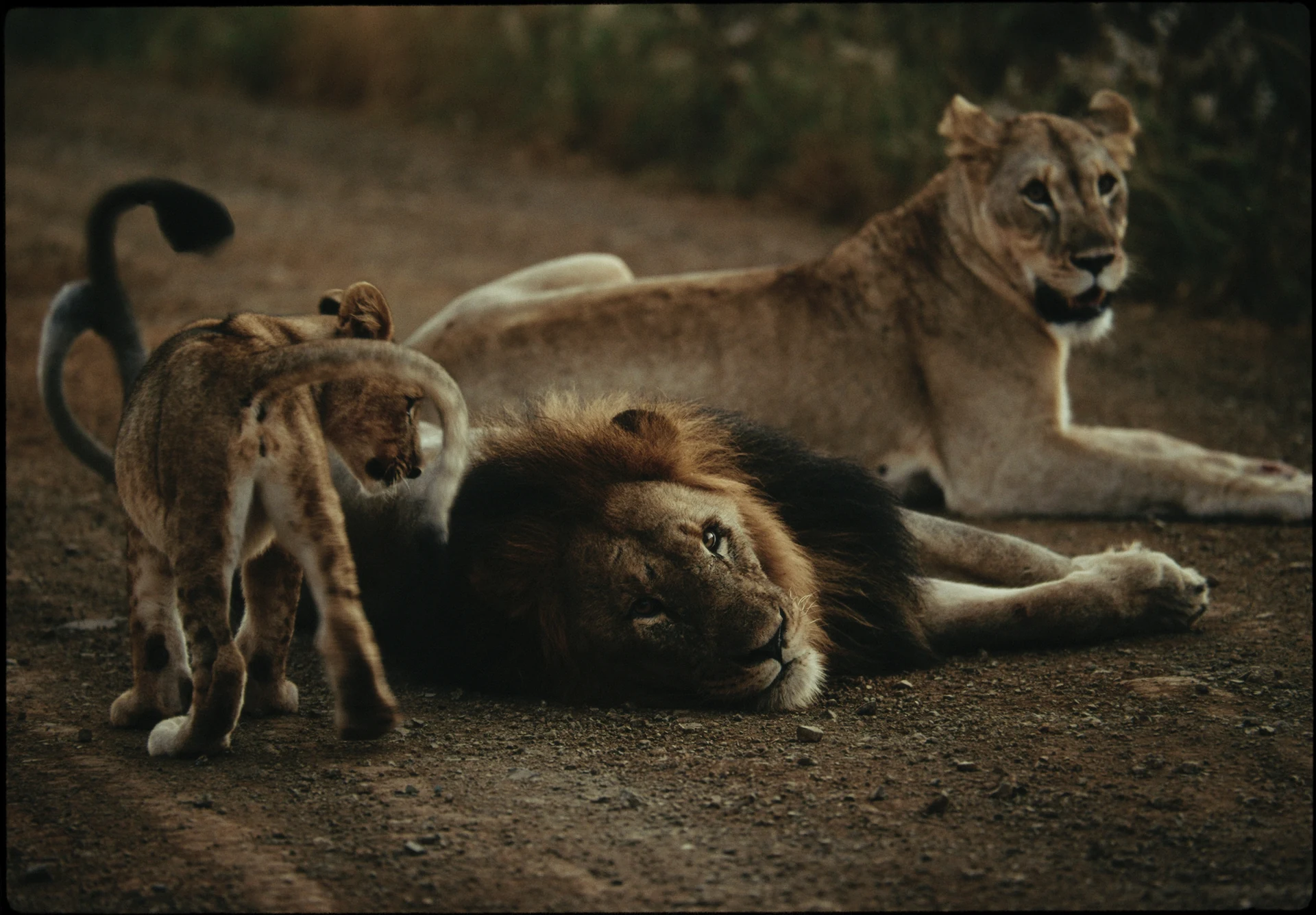 Un lion, une lionne et leurs petits se reposent.