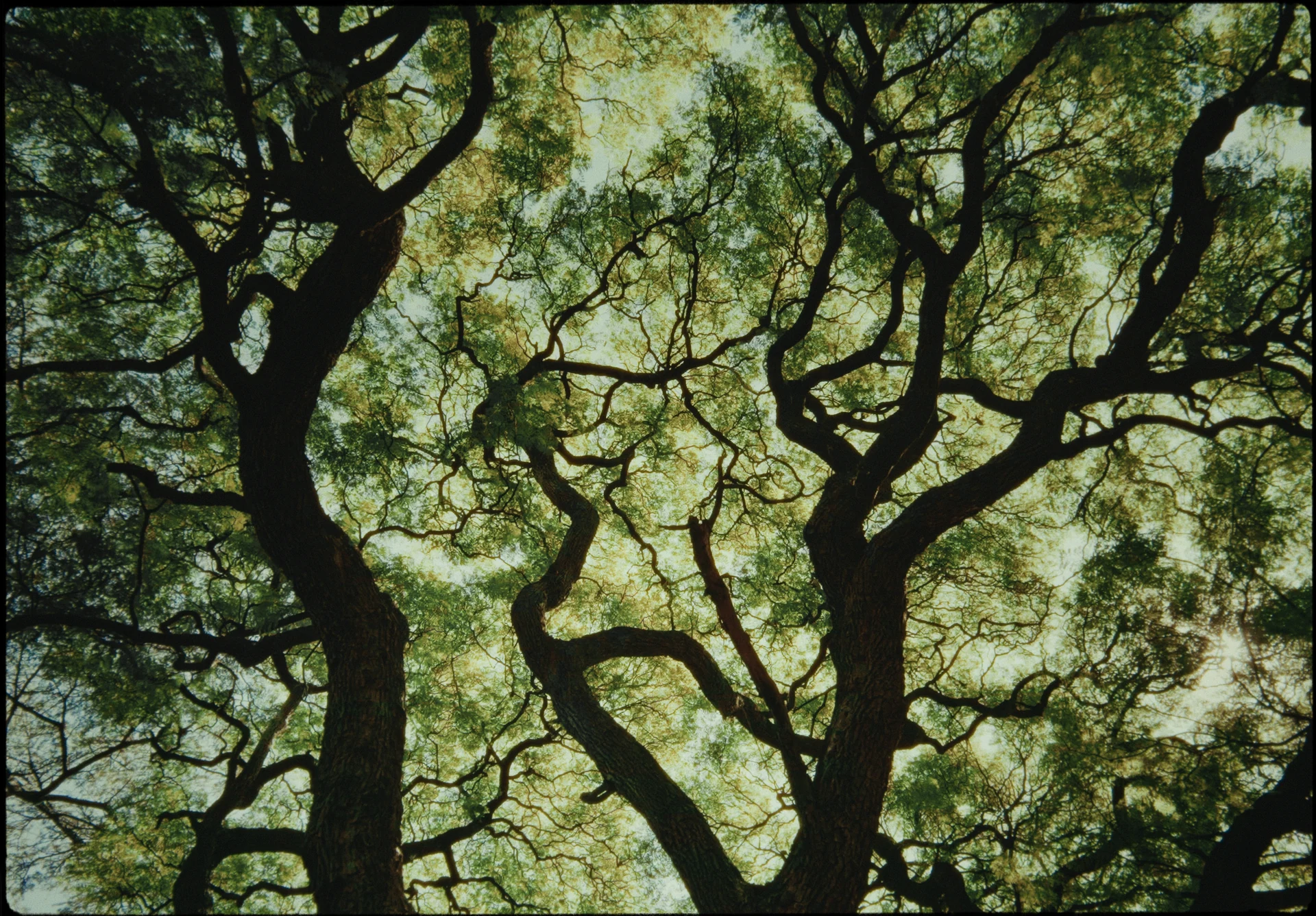 La lumière du soleil traverse les branches d’un arbre.