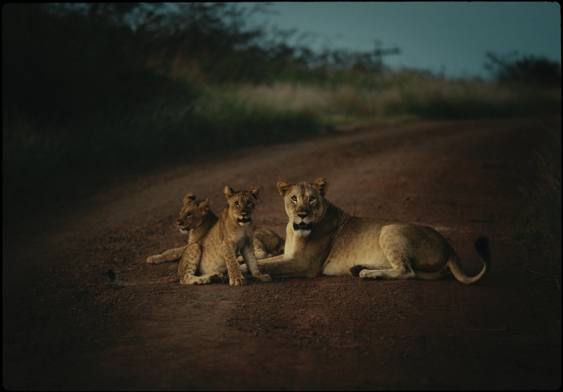 Une lionne et ses petits sur une piste de terre.